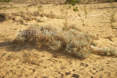 Spinifex littoreus